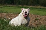BULLDOG ANGLAIS 164